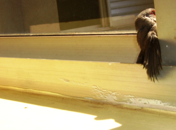 A janela tá fechada, passarim.