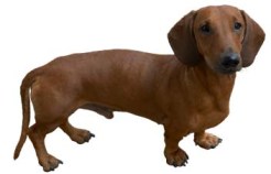 pretty dachshund