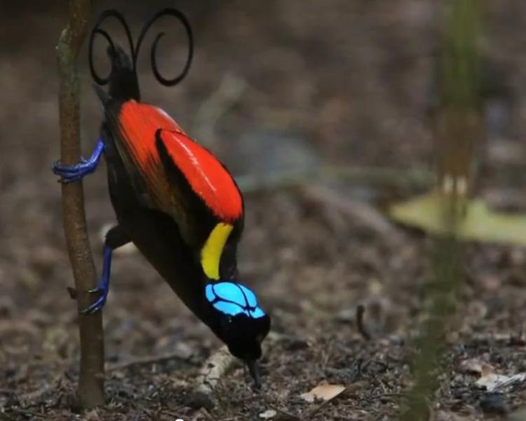 Reprodução/Youtube