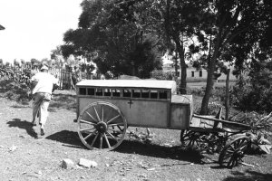 Cadáveres eram retirados no carrinho de tração animal.