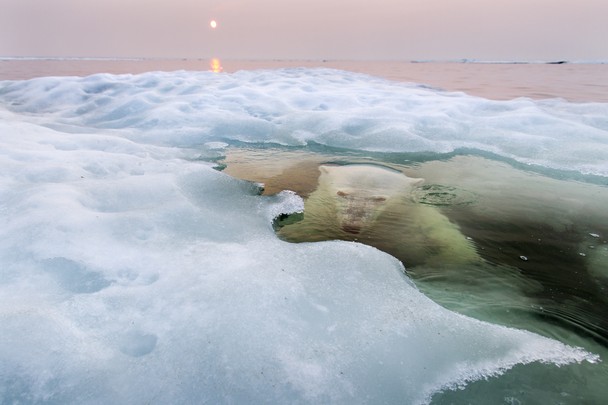Grande prêmio e vencedor na categoria Natureza. Fotógrafo: Paul Souders. Local: Hudson Bay, Manitoba, Canada. 