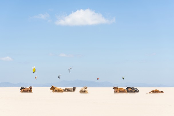 Búfalos tomando sol na praia; foto de Andrew Lever, em Andaluzia, Espanha.