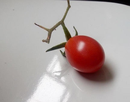 tomatim2