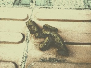 Clique sobre a imagem pra ver sem filtro =O Foto: Beto Trajano