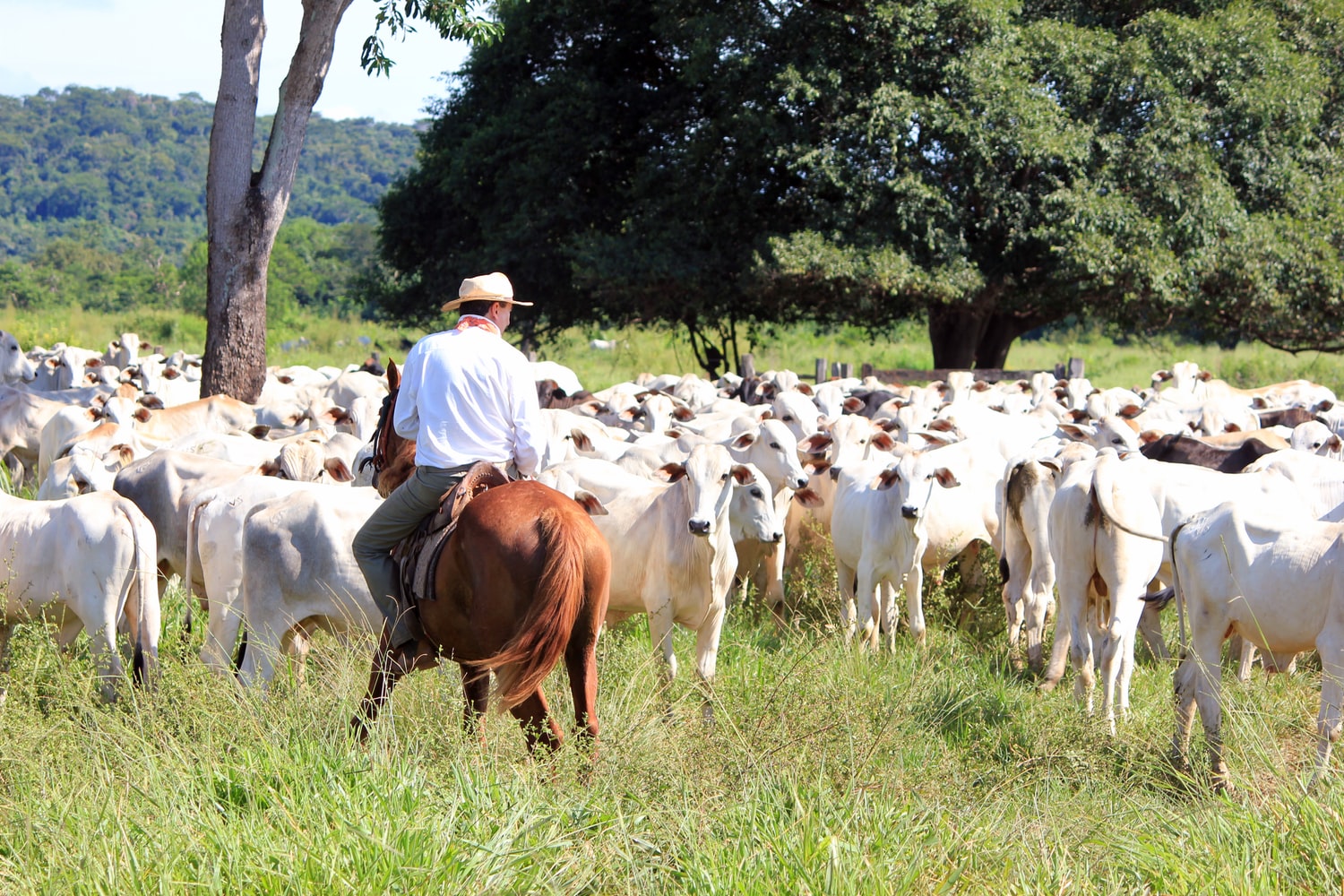 PF já caçou boi no pasto para garantir carne na mesa do brasileiro – e agora volta a caçar Lula