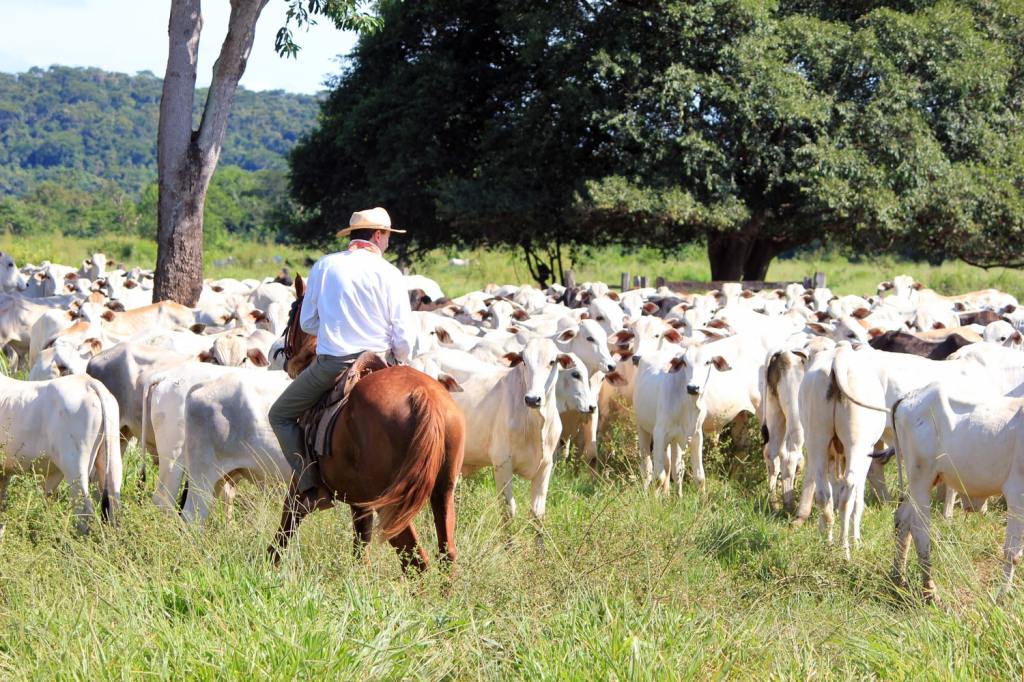 PF já caçou boi no pasto para garantir carne na mesa do brasileiro – e agora volta a caçar&nbsp;Lula