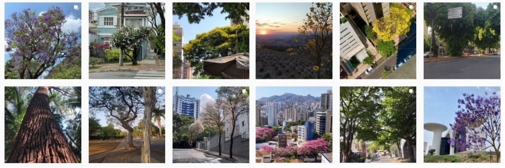 Árvores das cidades: um novo movimento ecológico na&nbsp;internet
