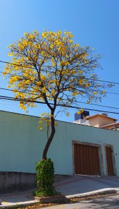 Ipê amarelo florido