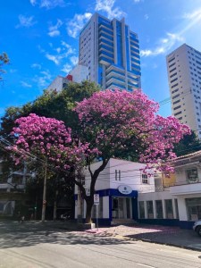 Ipê roxo florido