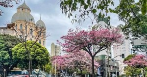 Vários ipês rosas perto do Colégio Arnaldo, em BH