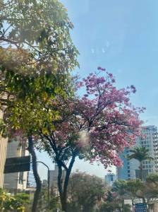 Ipê rosa na avenida do Contorno, em BH. Foto: Adriana Machado