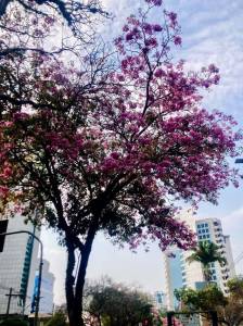Ipê rosa na avenida do Contorno, em BH