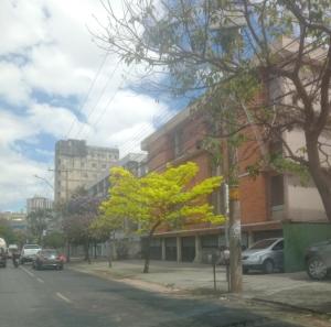 Ipê amarelo na Barragem Santa Lúcia, em BH
