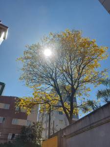 Ipê amarelo no bairro Buritis, em BH
