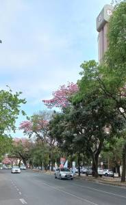 Ipês na avenida Brasil, em BH. Foto: Viviane Moreno