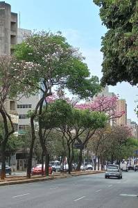 Ipês na avenida Brasil, em BH. Foto: Viviane Moreno