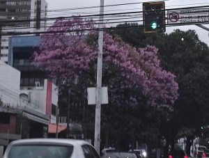 Ipê roxo em Fortaleza, Ceará.