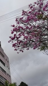 Ipê roxo em Aldeota, Ceará.