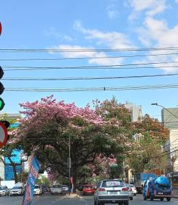 Ipê rosa na av. do Contorno, em BH. Foto: Viviane Moreno