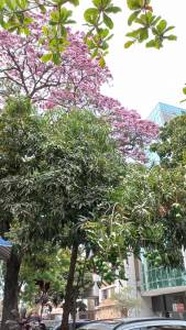 Ipês em Belo Horizonte. Foto: Viviane Moreno