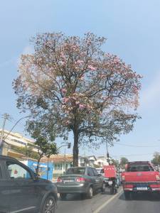 Ipê rosa na avenida Amazonas, em BH. Foto: CMC