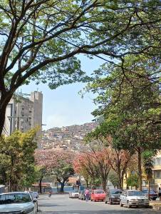 Ipê Rosa na av. Carandaí, em BH, lá no fundo da foto de Viviane Moreno