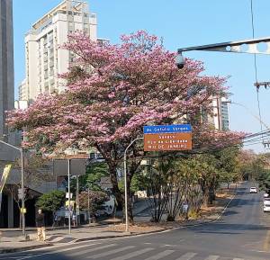 Ipê rosa no cruzamento das avenidas do Contorno e Getúlio Vargas, em BH. Foto: Viviane Moreno