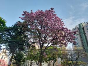 Ipê rosa na av. do Contorno, em BH. Foto: CMC