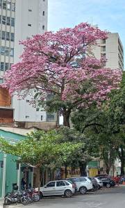 Ipês em Belo Horizonte. Foto: Viviane Moreno