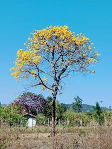 Ipê amarelo em Congonhas do Norte (MG). Foto enviada por @camilaflordemaracuja pelo Instagram