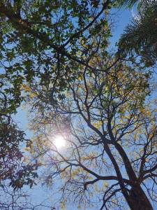 Ipê amarelo florido