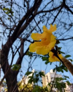 Ipê amarelo florido