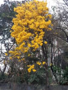 Ipê amarelo florido