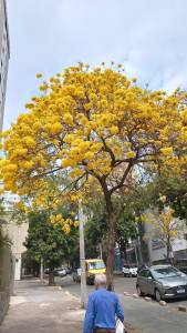 Ipê amarelo em Belo Horizonte. Foto: Viviane Moreno