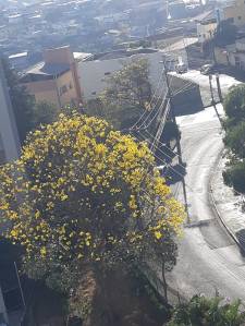 Ipê amarelo florido