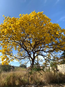 Ipê amarelo exuberante clicado por Mikaela Salachenski em 4 de agosto, em Lagoa Santa (MG).