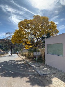 Ipê amarelo exuberante clicado por Mikaela Salachenski em 4 de agosto, em Lagoa Santa (MG).