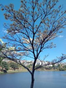 Ipê branco florido e, ao fundo, a barragem de Santa Lúcia, e, Belo Horizonte.