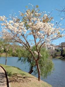 Ipê branco florido e, ao fundo, a barragem de Santa Lúcia, e, Belo Horizonte.