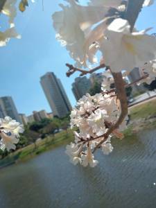 Ipê branco florido e, ao fundo, a barragem de Santa Lúcia, e, Belo Horizonte.
