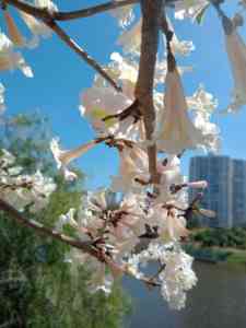 Ipê branco florido e, ao fundo, a barragem de Santa Lúcia, e, Belo Horizonte.
