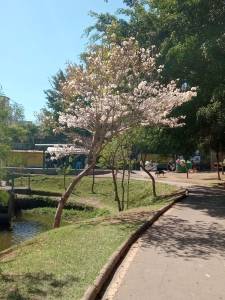 Ipê branco florido e, ao fundo, a barragem de Santa Lúcia, e, Belo Horizonte.