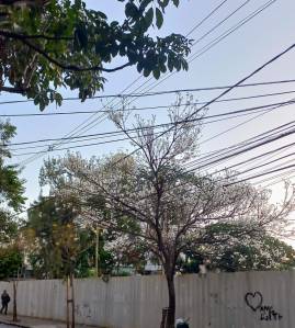 Ipê branco na rua Carangola, no bairro Santo Antônio. Foto: Viviane Moreno