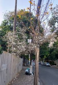 Ipê branco na rua Carangola, no bairro Santo Antônio. Foto: Viviane Moreno