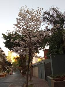 Ipê branco florido.