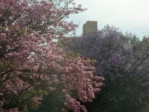 Ipê rosa no Buritis, BH. Foto: Erika Camargos