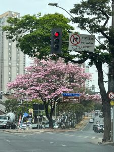 Ipê rosa no Funcionários, BH