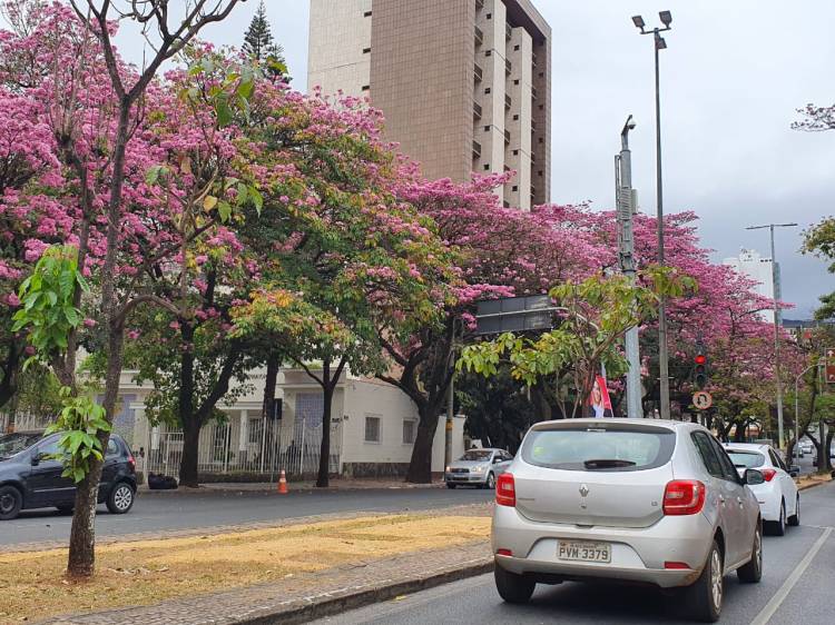 Avenida Afonso Pena, em BH, está lotada de lindos ipês rosas!