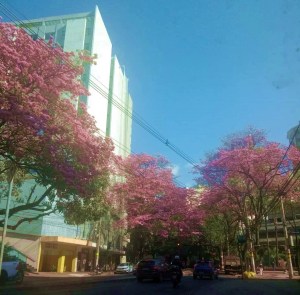 Vários ipês rosas na avenida Prudente de Morais, em BH. Foto: Erika Camargos