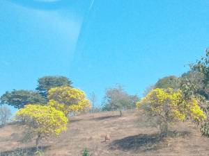 Ipê amarelo florido